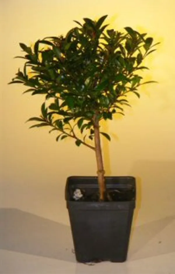 Small Pre Flowering Brush Cherry Bonsai, 3 Years Old (Eugenia myrtifolia)