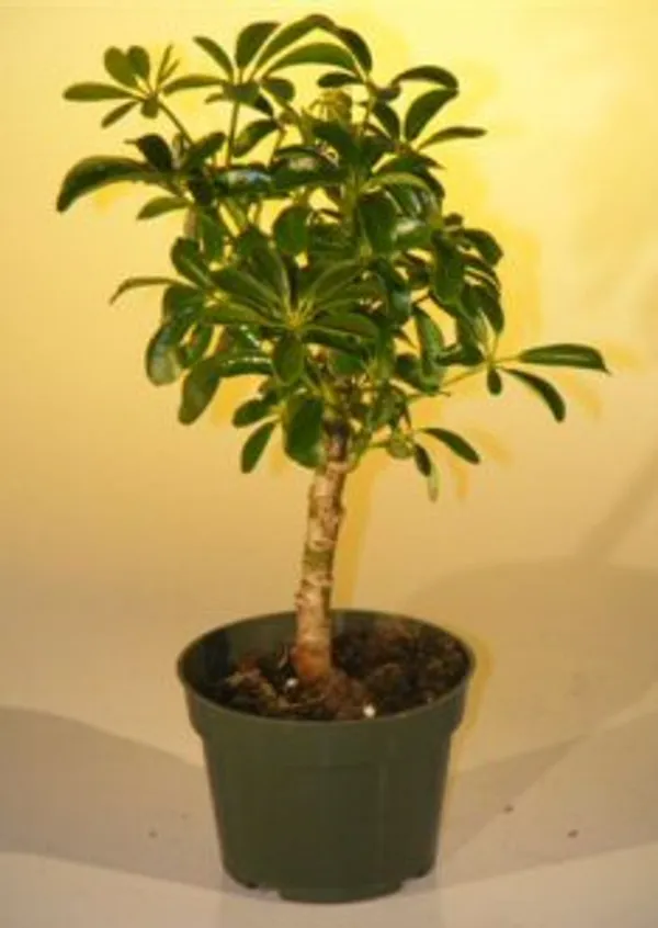 Small Pre Hawaiian Umbrella Bonsai, 3 Years Old (Arboricola schefflera 'Luseanne')