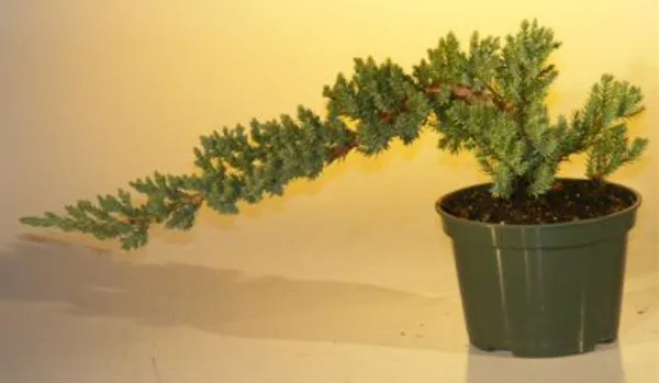 Small Pre Juniper Bonsai, 3 Years Old (Juniperus procumbens 'Nana')
