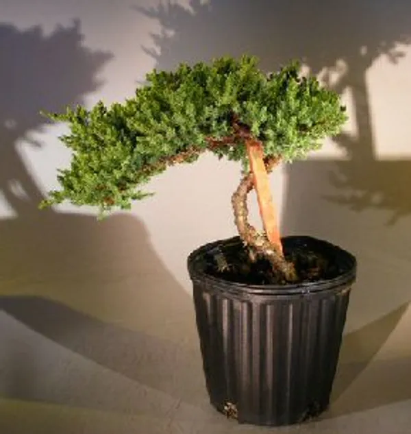Pre Juniper Staked Bonsai, 6 Years Old (Juniperus procumbens 'Nana')