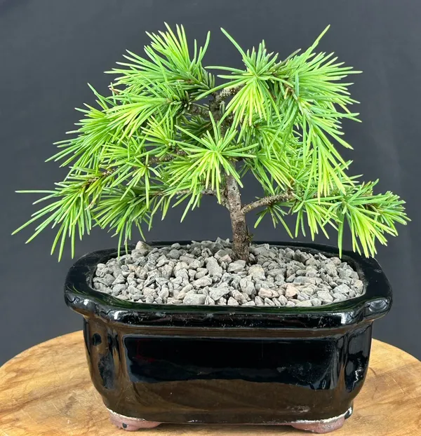 Small Prostrate Beauty Deodar Cedar Bonsai, 4 Years Old (Cedrus deodara)