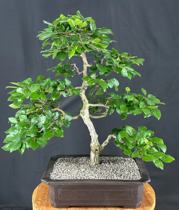 Pyramidal European Hornbeam Bonsai, 28 Years Old (Carpinus betulus 'Fastigiata')