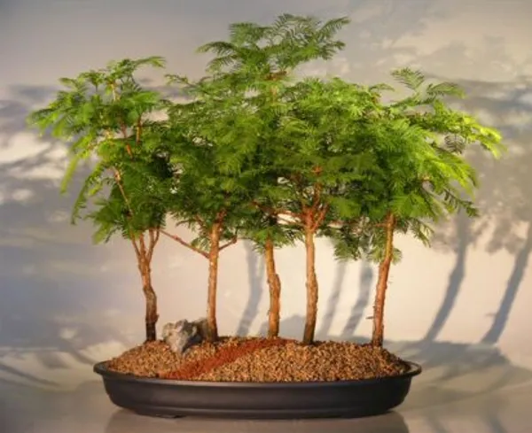 Redwood 5 Group Bonsai, Five Tree Forest, 8 Years Old (Metasequoia glyptostroboides)