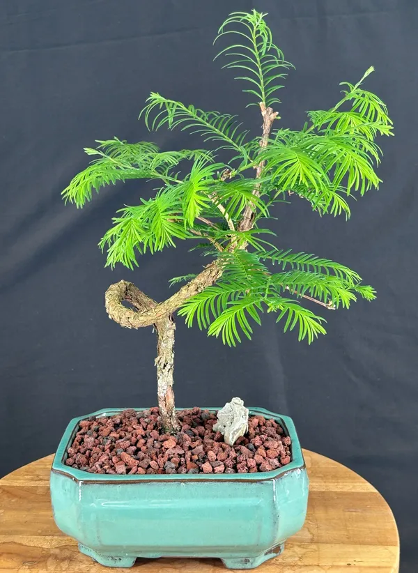 Redwood Bonsai, Coiled Trunk, 13 Years Old (Metasequoia glyptostroboides)