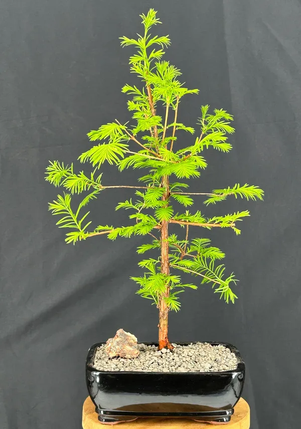Redwood Bonsai, 5 Years Old (Metasequoia glyptostroboides)