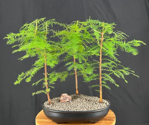 Redwood Group Bonsai, Three Tree Forest, 8 Years Old (Metasequoia glyptostroboides)
