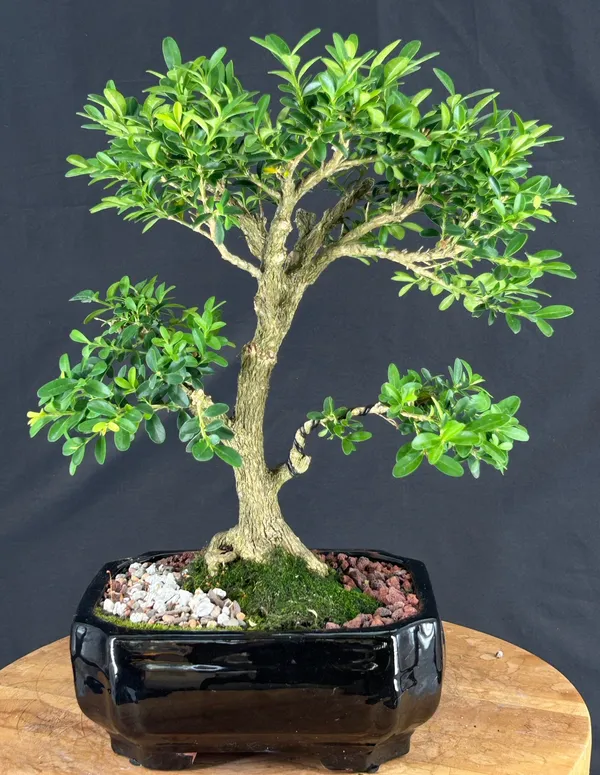 Reversion Japanese Kingsville Boxwood Bonsai, 25 Years Old (Buxus microphylla 'Compacta')