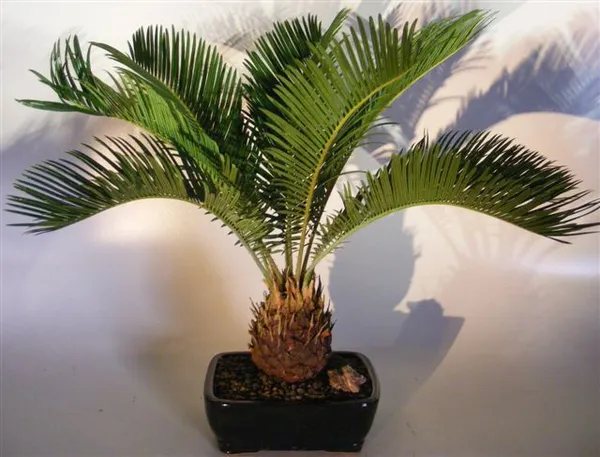 Sago Palm Bonsai, 13 Years Old (Cycas revoluta)