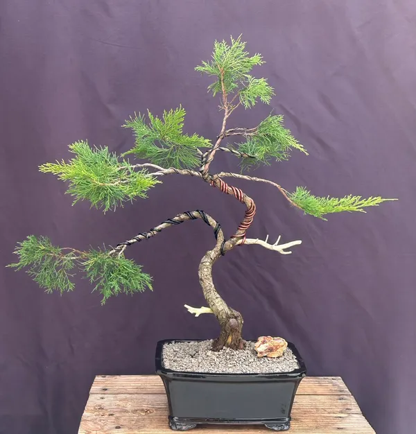 Savin Juniper in Bonsai, Driftwood, 66 Years Old (Juniperus sabina)