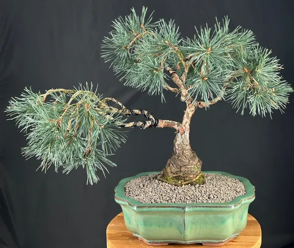 Scotch Scots Pine Bonsai, 54 Years Old (Pinus sylvestris 'Albyn')