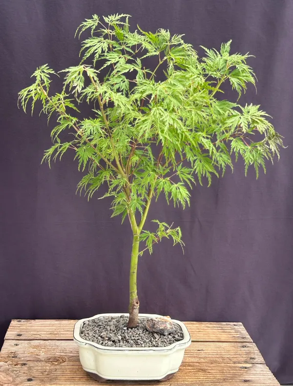 Seiryu Laceleaf Maple Bonsai, 15 Years Old (Acer palmatum)