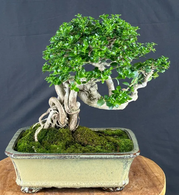 Flowering Premna Bonsai, Semi-Cascade, 35 Years Old (Premna obtusifolia)