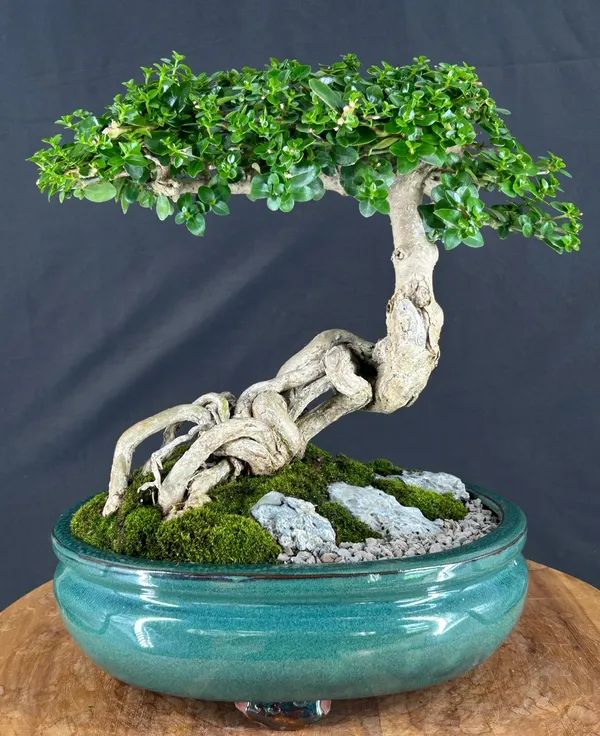 Flowering Premna Bonsai, Semi-Cascade, 32 Years Old (Premna obtusifolia)