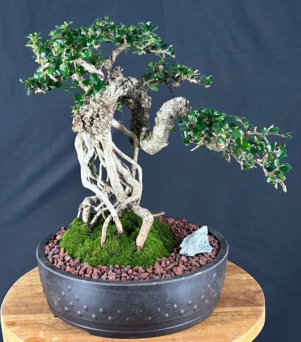 Sam Mountain Commonly Known in Vietnamese as "cây sam núi" Bonsai, Semi-Cascade (Antidesma acidum)