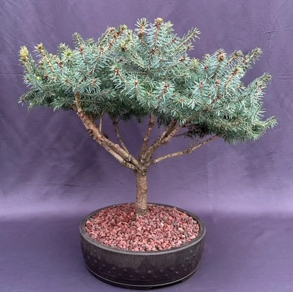 Serbian Spruce Bonsai, 23 Years Old (Picea omorika 'Nana')