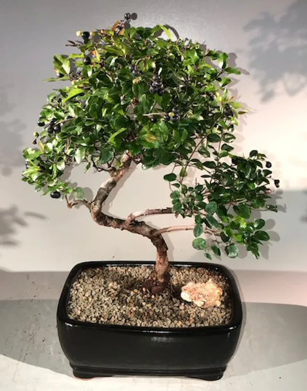 Large Sweet Plum Bonsai, Curved Trunk, 19 Years Old (Sageretia theezans)
