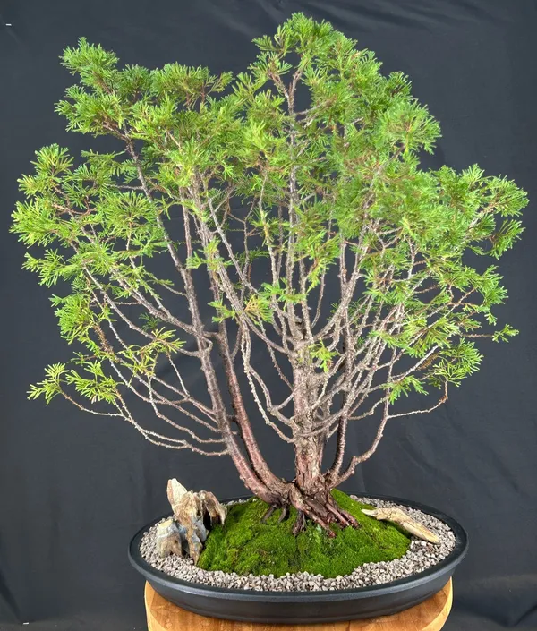 Top Point White Cedar Bonsai, 28 Years Old (Chamaecyparis thyoides)