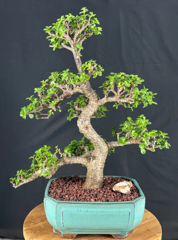 Baby Jade Bonsai, Trained (Portulacaria afra)