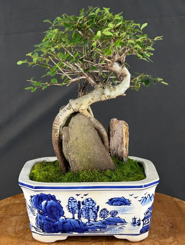 Chinese Elm Bonsai, Trained, Root Over Rock, 15 Years Old (Ulmus parvifolia)