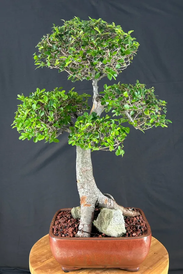 Chinese Elm Bonsai, Root Over Rock (Ulmus parvifolia)