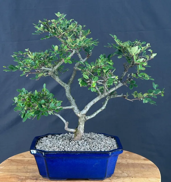 Chinese Elm Bonsai, Trained, 19 Years Old (Ulmus parvifolia)