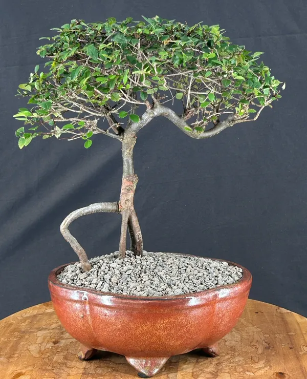 Chinese Elm Bonsai, Trained, 12 Years Old (Ulmus parvifolia)