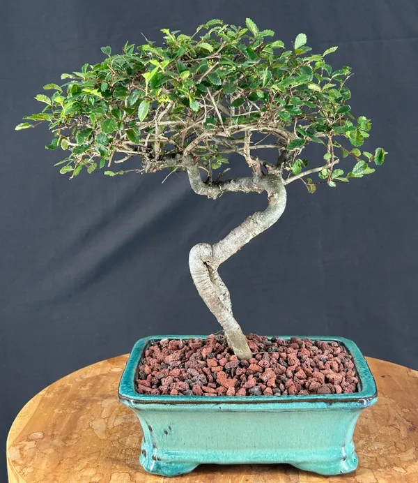 Chinese Elm Bonsai, Trained, 12 Years Old (Ulmus parvifolia)