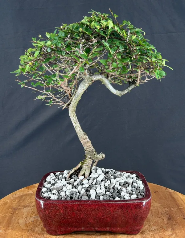 Chinese Elm Bonsai, Trained, 12 Years Old (Ulmus parvifolia)