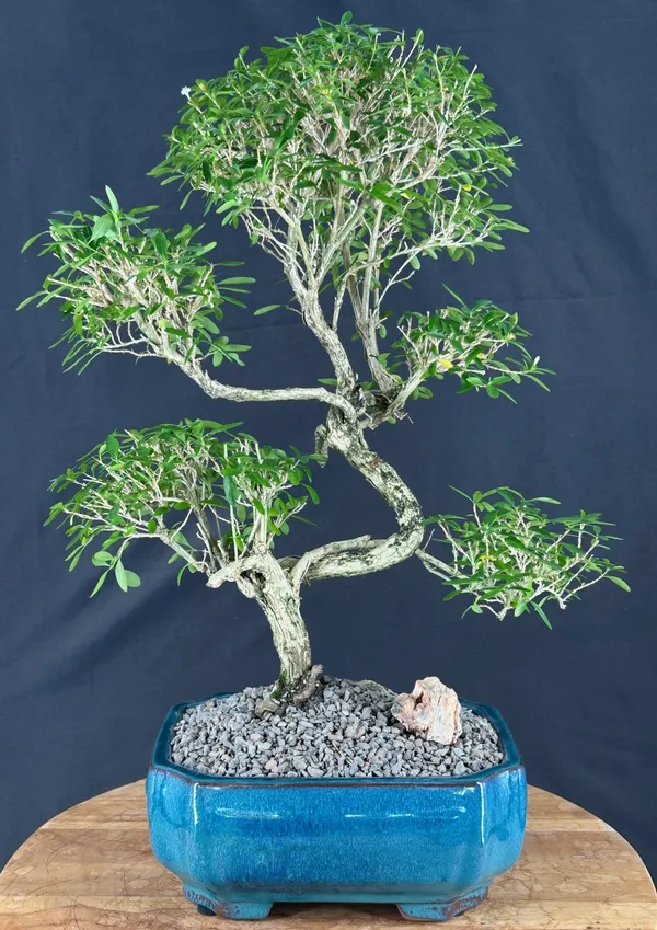 Chinese Flowering White Serissa of a Thousand Stars Bonsai, Trained, 27 Years Old (Serissa japonica)