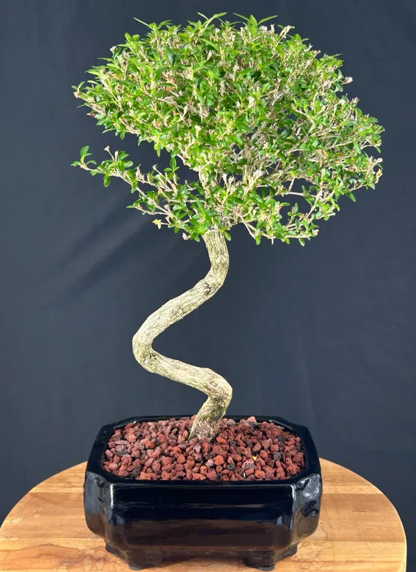 Chinese Flowering White Serissa of a Thousand Stars Bonsai, Trained, 18 Years Old, 18 Inches Tall