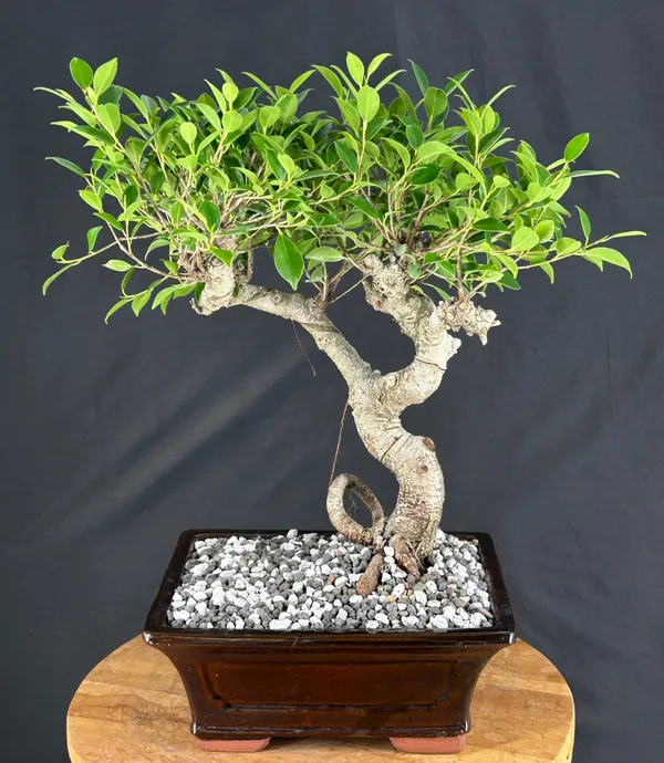 Ficus Retusa Bonsai, Trained, 17 Years Old (Ficus retusa)