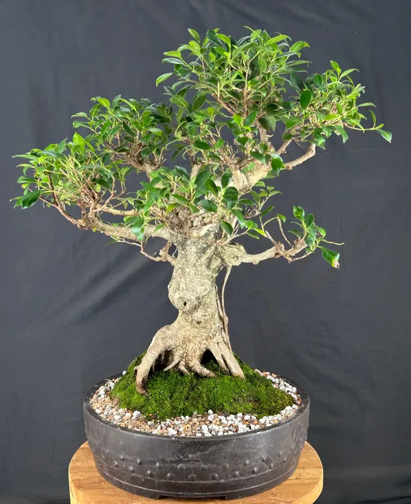 Ficus Retusa Bonsai, Trained, 47 Years Old (Ficus retusa)