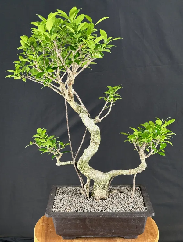 Ficus Retusa Bonsai with Banyan Roots, Trained (Ficus retusa)