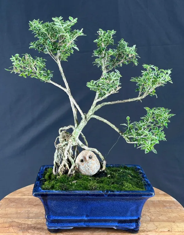Flowering Mount Fuji Serissa Bonsai, Exposed Roots, 14 Years Old (Serissa foetida)