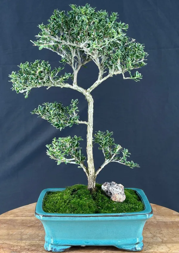 Flowering Mount Fuji Serissa Bonsai, Trained, 13 Years Old (Serissa foetida)