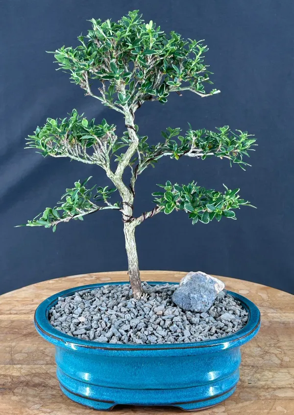 Flowering Mount Fuji Serissa Bonsai, Trained, 12 Years Old (Serissa foetida)