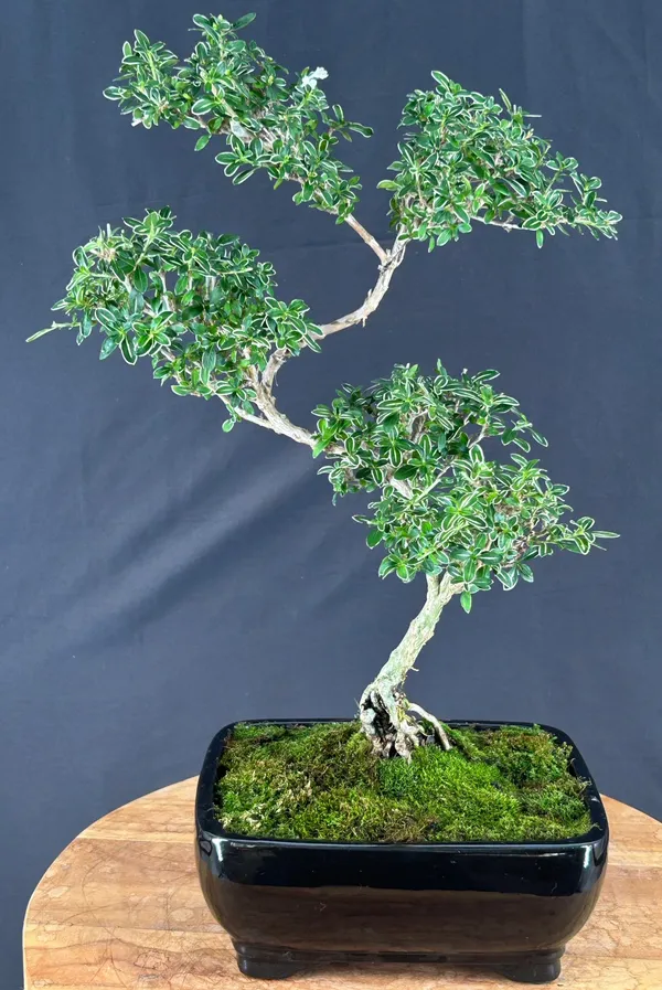 Flowering Mount Fuji Serissa Bonsai, Trained, 14 Years Old (Serissa foetida)