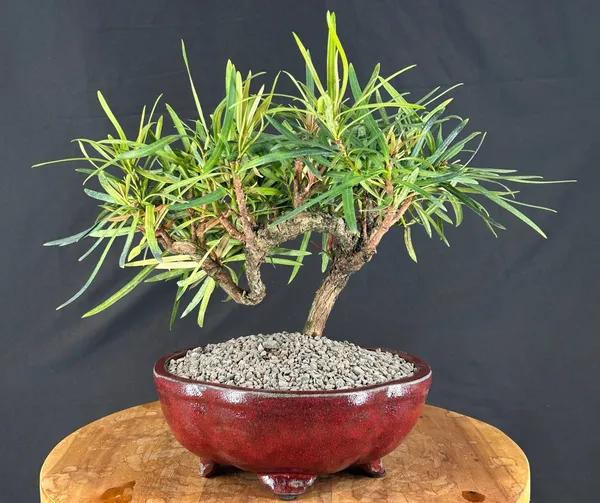 Flowering Podocarpus Bonsai, Trained, 17 Years Old (Podocarpus macrophyllus)
