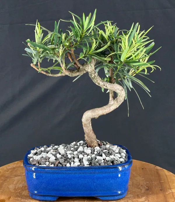 Flowering Podocarpus Bonsai, Trained, 15 Years Old (Podocarpus macrophyllus)