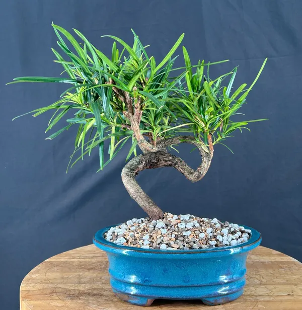 Flowering Podocarpus Bonsai, Trained, 13 Years Old (Podocarpus macrophyllus)