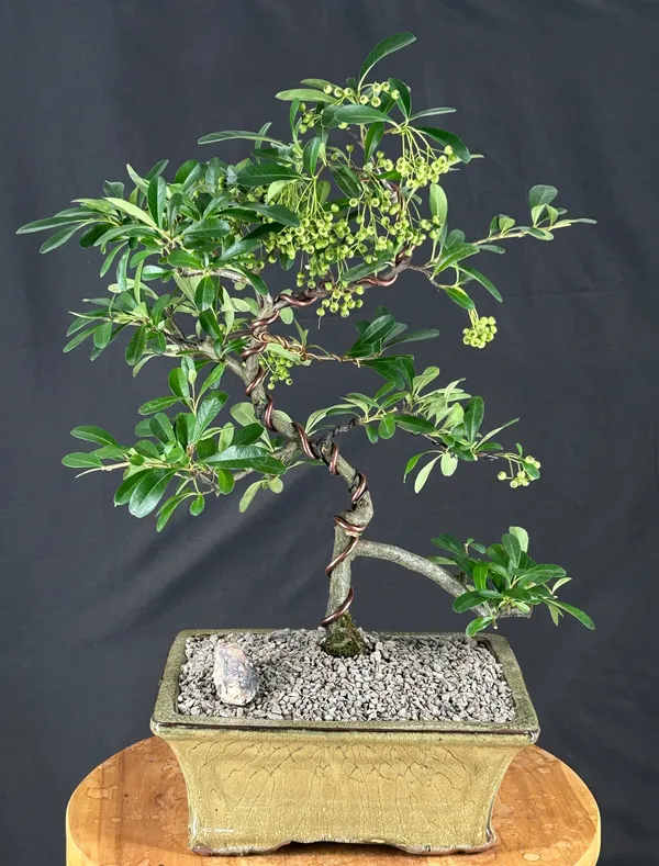 Flowering Pyracantha Bonsai, Trained, 16 Years Old (Pyracantha 'Mohave')