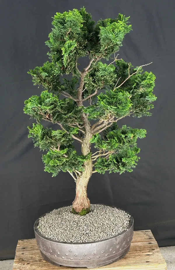 Hinoki Cypress Bonsai, Trained, 42 Years Old (Chamaecyparis obtusa 'Nana Gracilis')