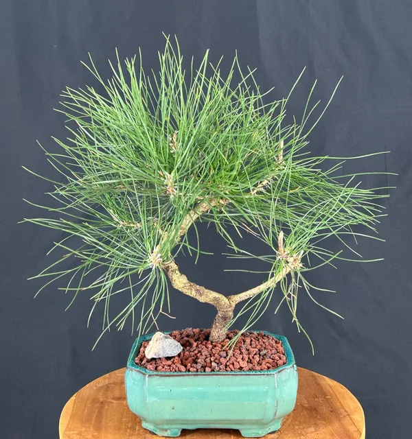 Japanese Black Pine Bonsai, Trained, 14 Years Old (Pinus thunbergii 'Thunderhead')