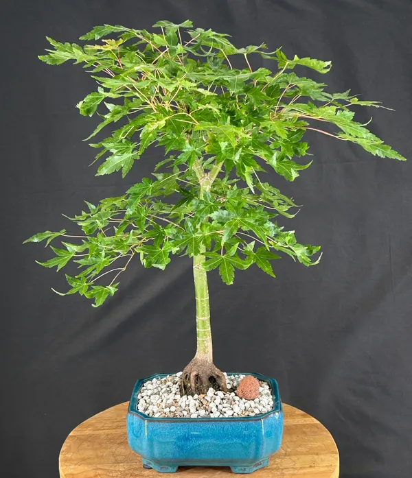 Japanese Green Maple Bonsai, Trained, 16 Years Old (Acer palmatum)