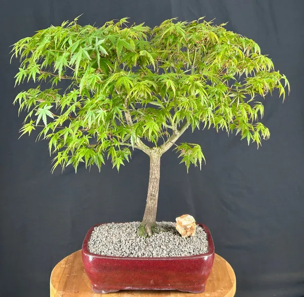 Japanese Green Maple Bonsai, Trained, 27 Years Old (Acer palmatum)