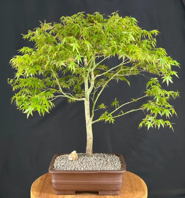 Japanese Green Maple Bonsai, Trained, 26 Years Old (Acer palmatum)