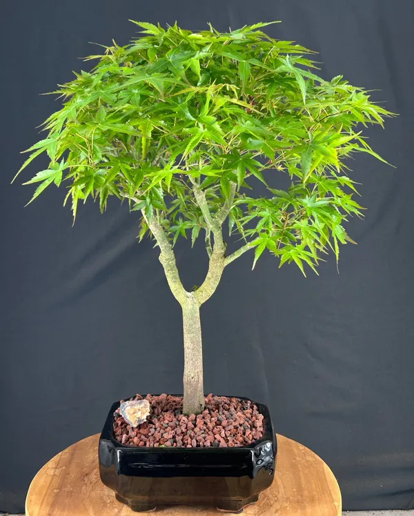 Japanese Green Maple Bonsai, Trained, 22 Years Old, 22 Inches Tall (Acer palmatum)