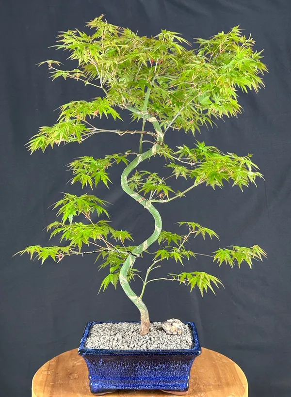 Japanese Green Maple Bonsai, Trained, 17 Years Old (Acer palmatum)
