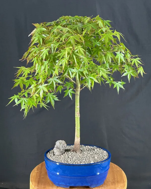 Japanese Green Maple Bonsai, Trained, 25 Years Old (Acer palmatum)