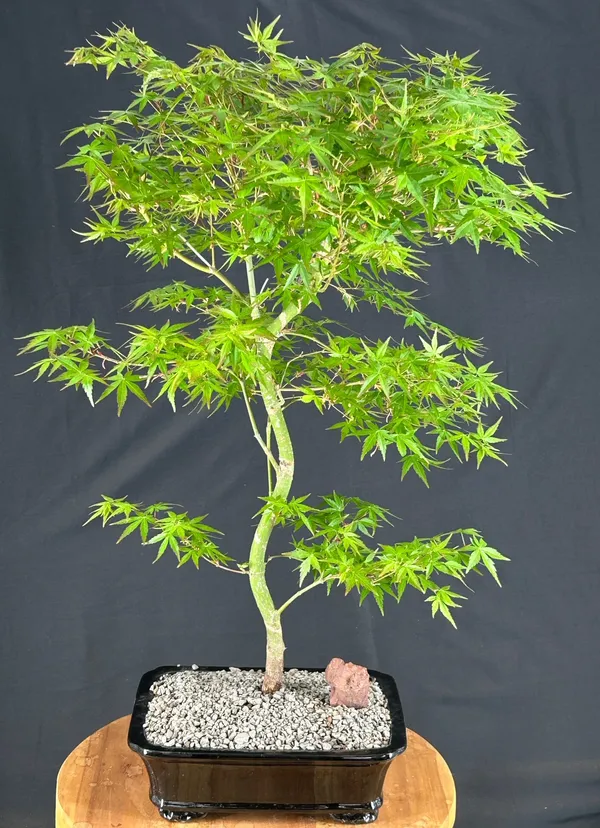 Japanese Green Maple Bonsai, Trained, 15 Years Old, 28 Inches Tall (Acer palmatum)